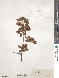 Crataegus crus-galli image