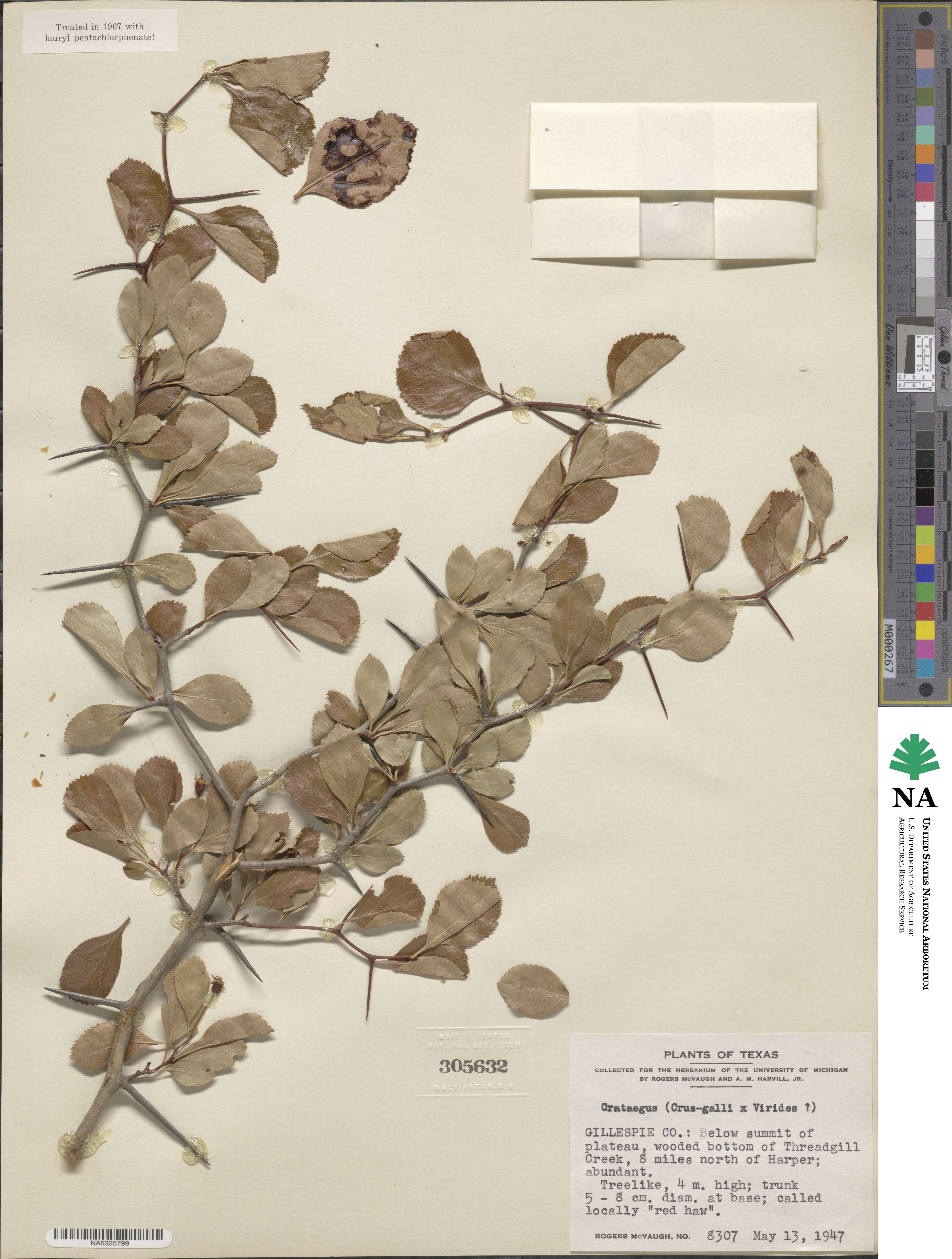 Crataegus crus-galli image