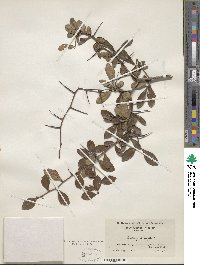 Crataegus crus-galli image