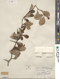 Crataegus crus-galli image