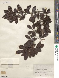 Crataegus crus-galli image