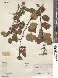 Crataegus crus-galli image