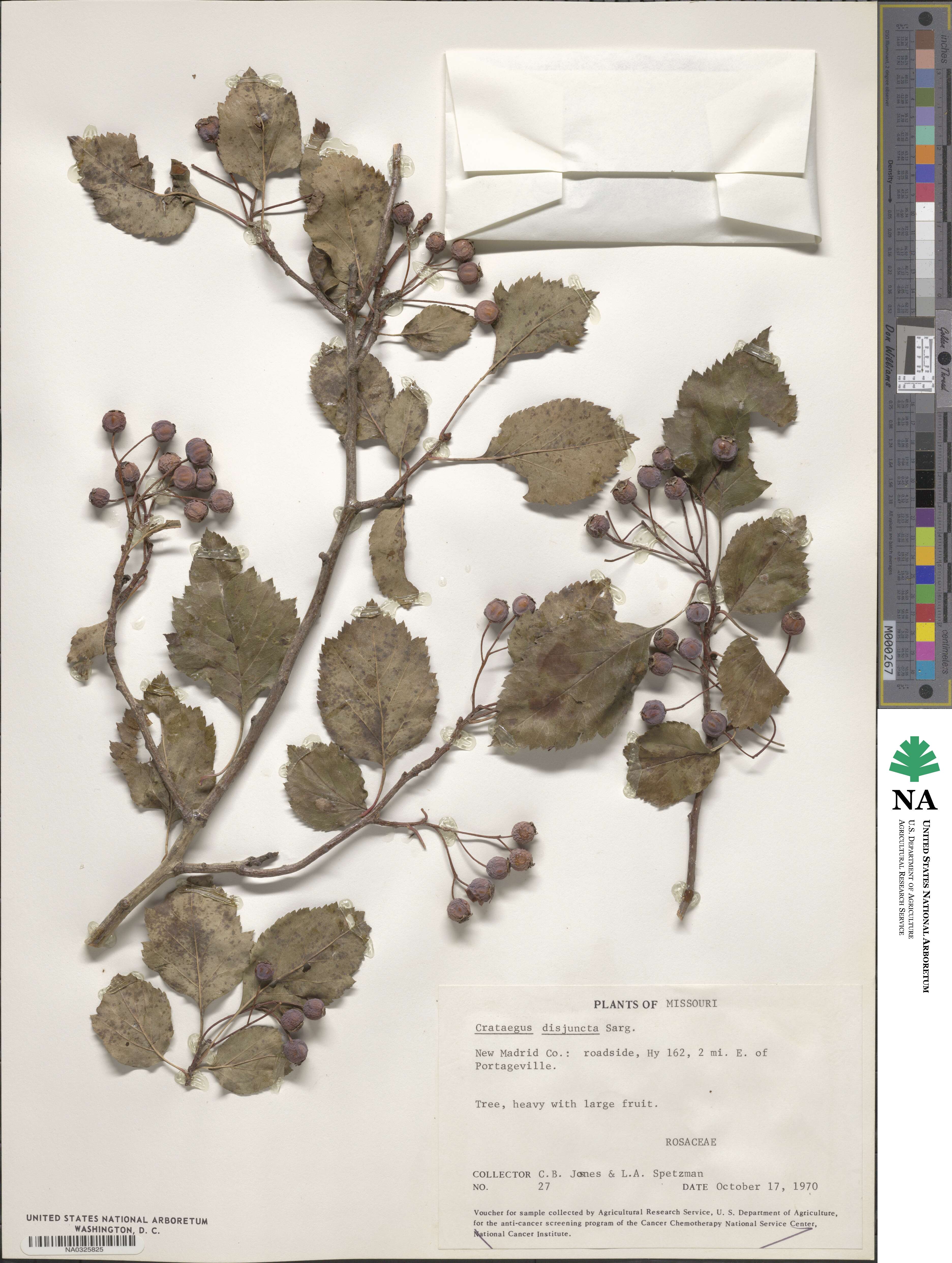 Crataegus pruinosa var. dissona image