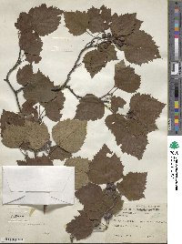 Crataegus pruinosa var. dissona image