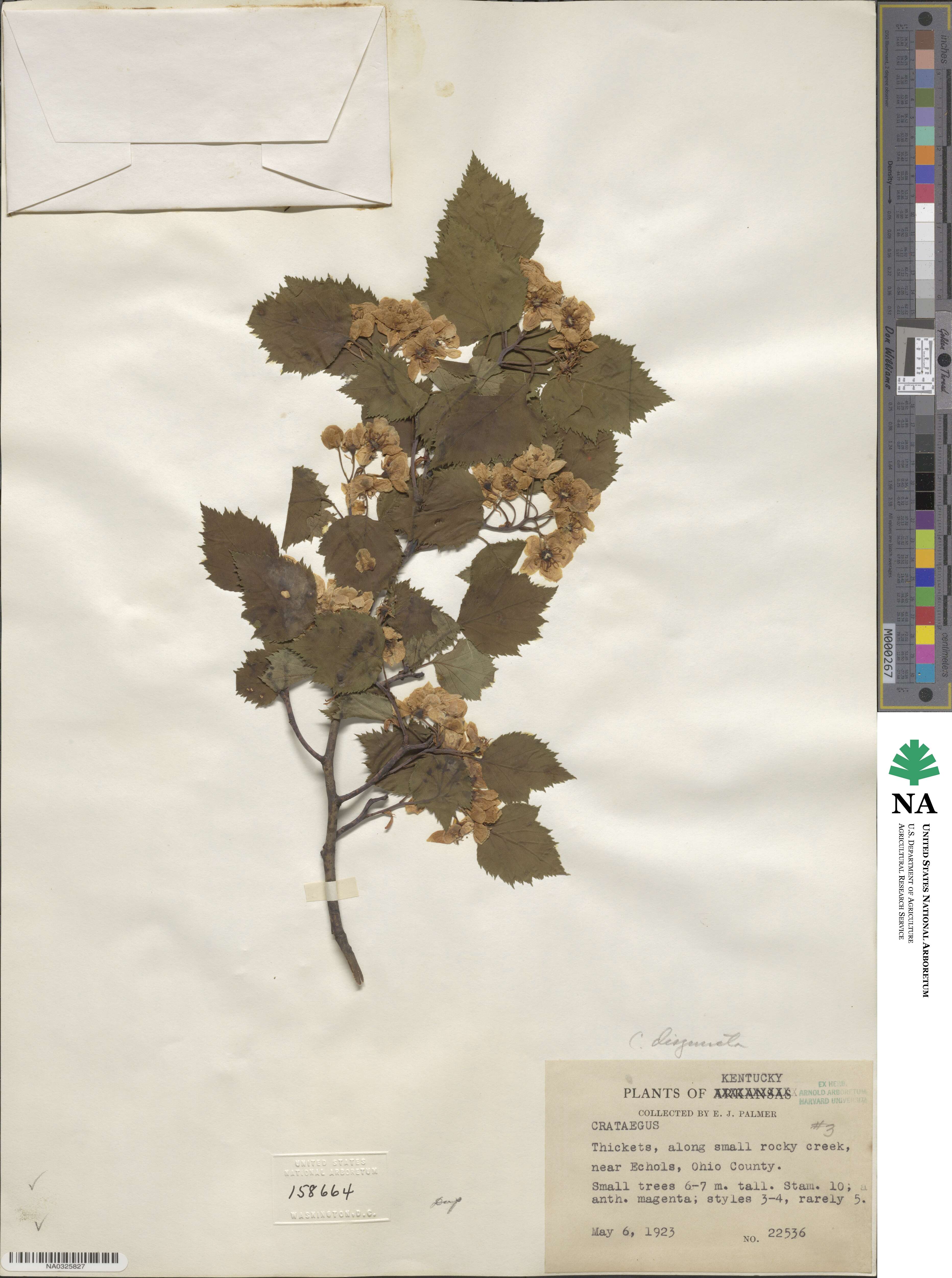 Crataegus pruinosa var. dissona image