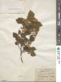 Crataegus pruinosa var. dissona image