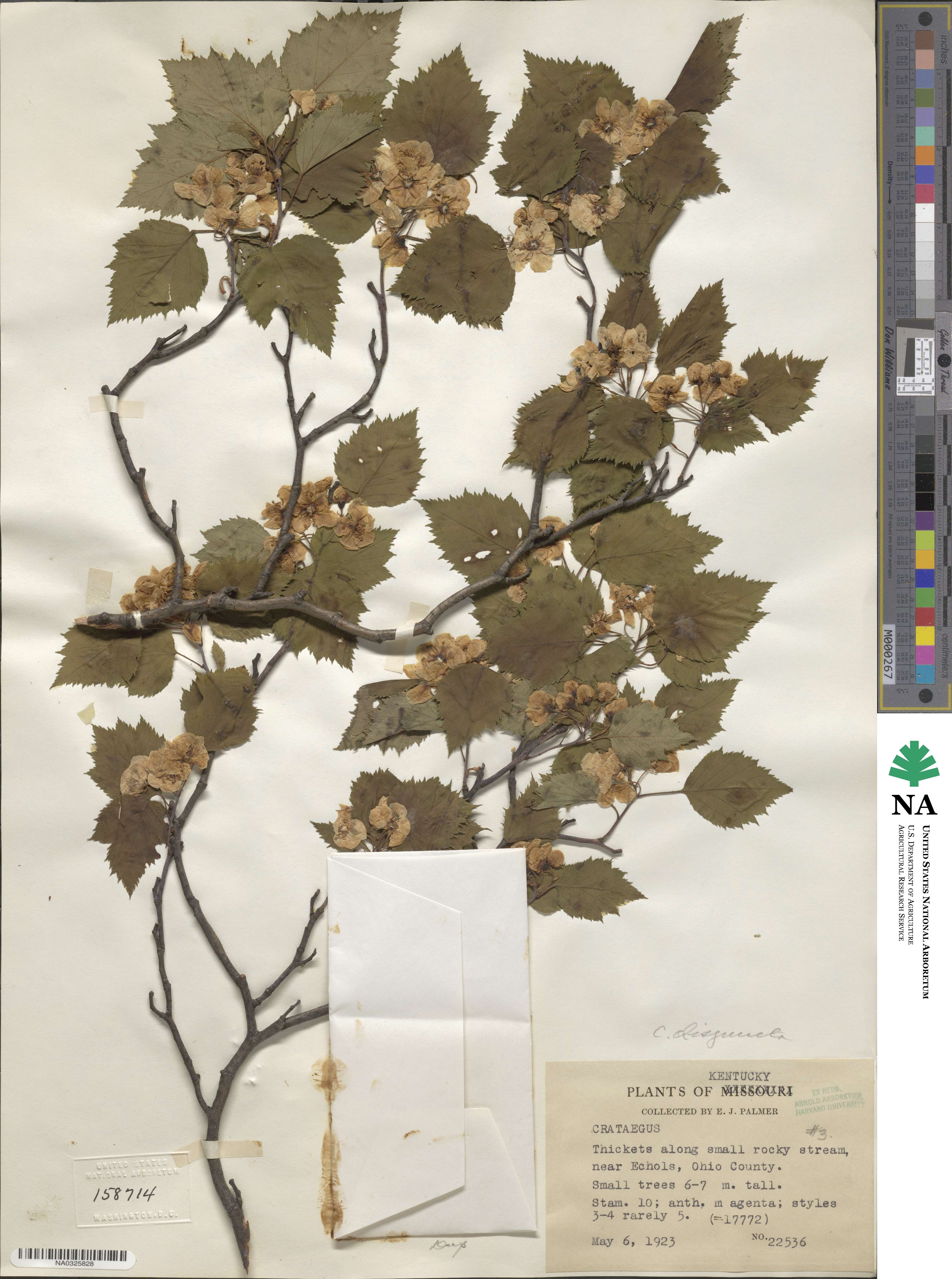 Crataegus pruinosa var. dissona image