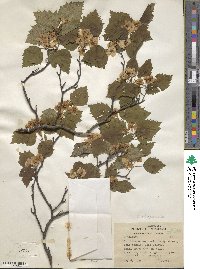 Crataegus pruinosa var. dissona image