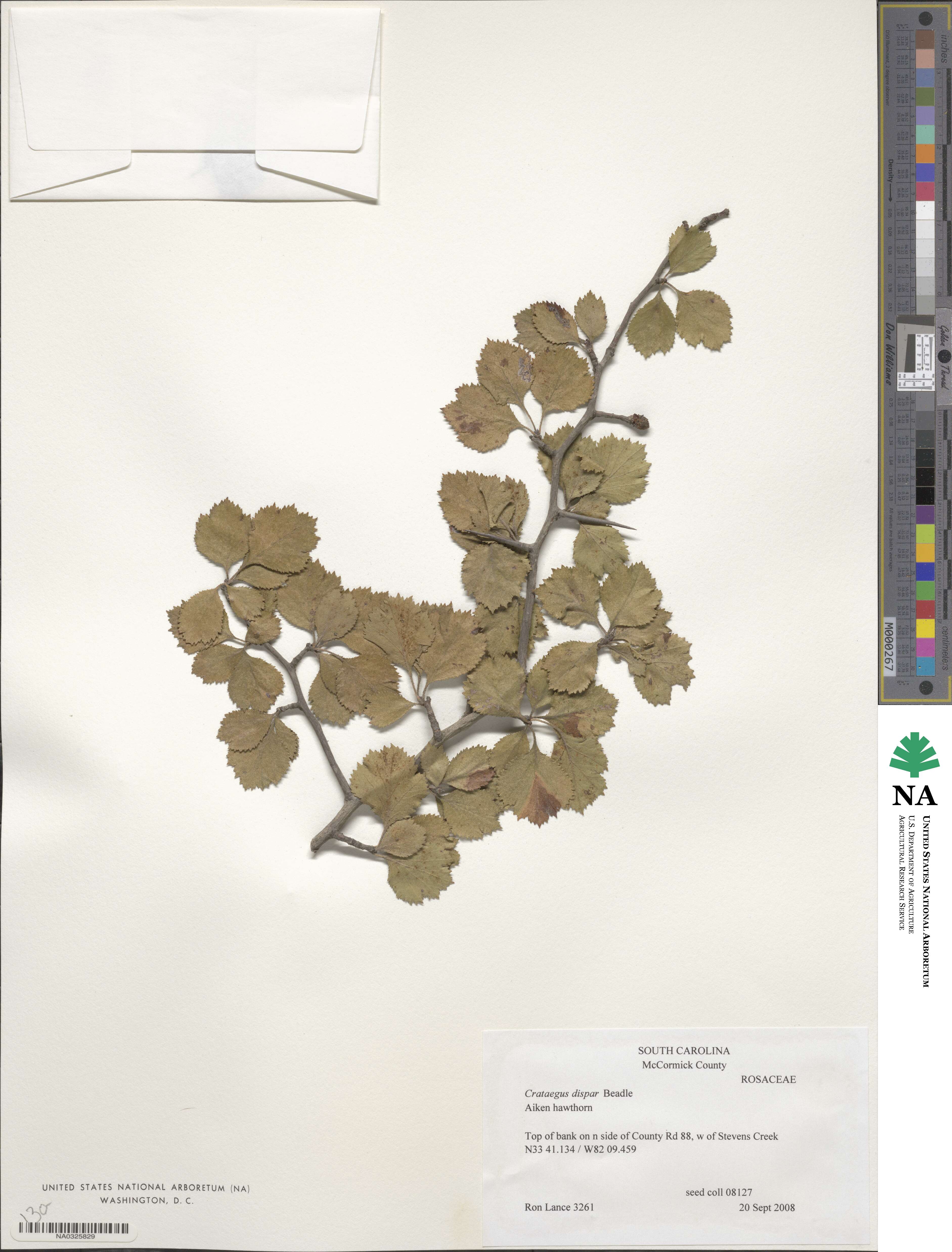 Crataegus dispar image