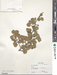 Crataegus dispar image