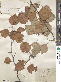 Crataegus pruinosa var. dissona image