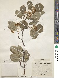 Crataegus dodgei image