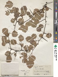 Crataegus dodgei image