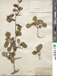 Crataegus dodgei image