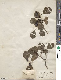 Crataegus dodgei image