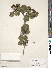 Crataegus douglasii image