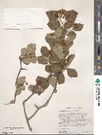 Crataegus douglasii image