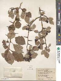 Crataegus douglasii image