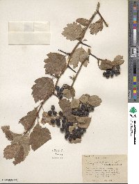 Crataegus douglasii image