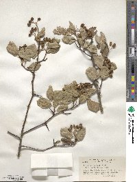 Crataegus douglasii image