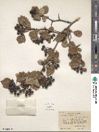 Crataegus douglasii image