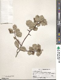 Crataegus douglasii image