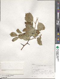 Crataegus douglasii image