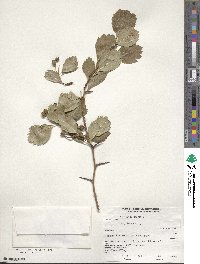 Crataegus douglasii image