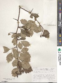 Crataegus douglasii image