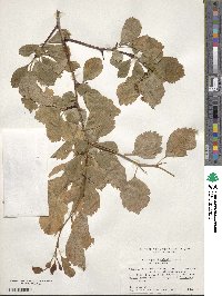 Crataegus douglasii image