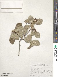 Crataegus douglasii image