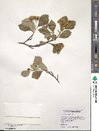 Crataegus douglasii image