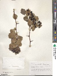 Crataegus douglasii image