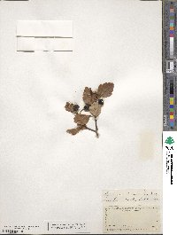 Crataegus douglasii image