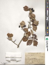 Crataegus douglasii image