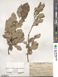 Crataegus douglasii image