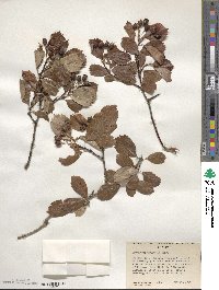 Crataegus douglasii image