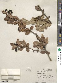 Crataegus douglasii image