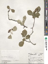 Crataegus douglasii image