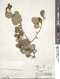 Crataegus douglasii image