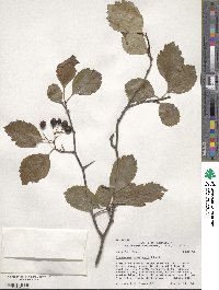 Crataegus douglasii image