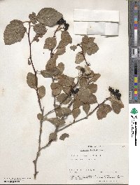 Crataegus douglasii image