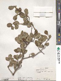 Crataegus engelmannii image