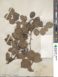 Crataegus erecta image