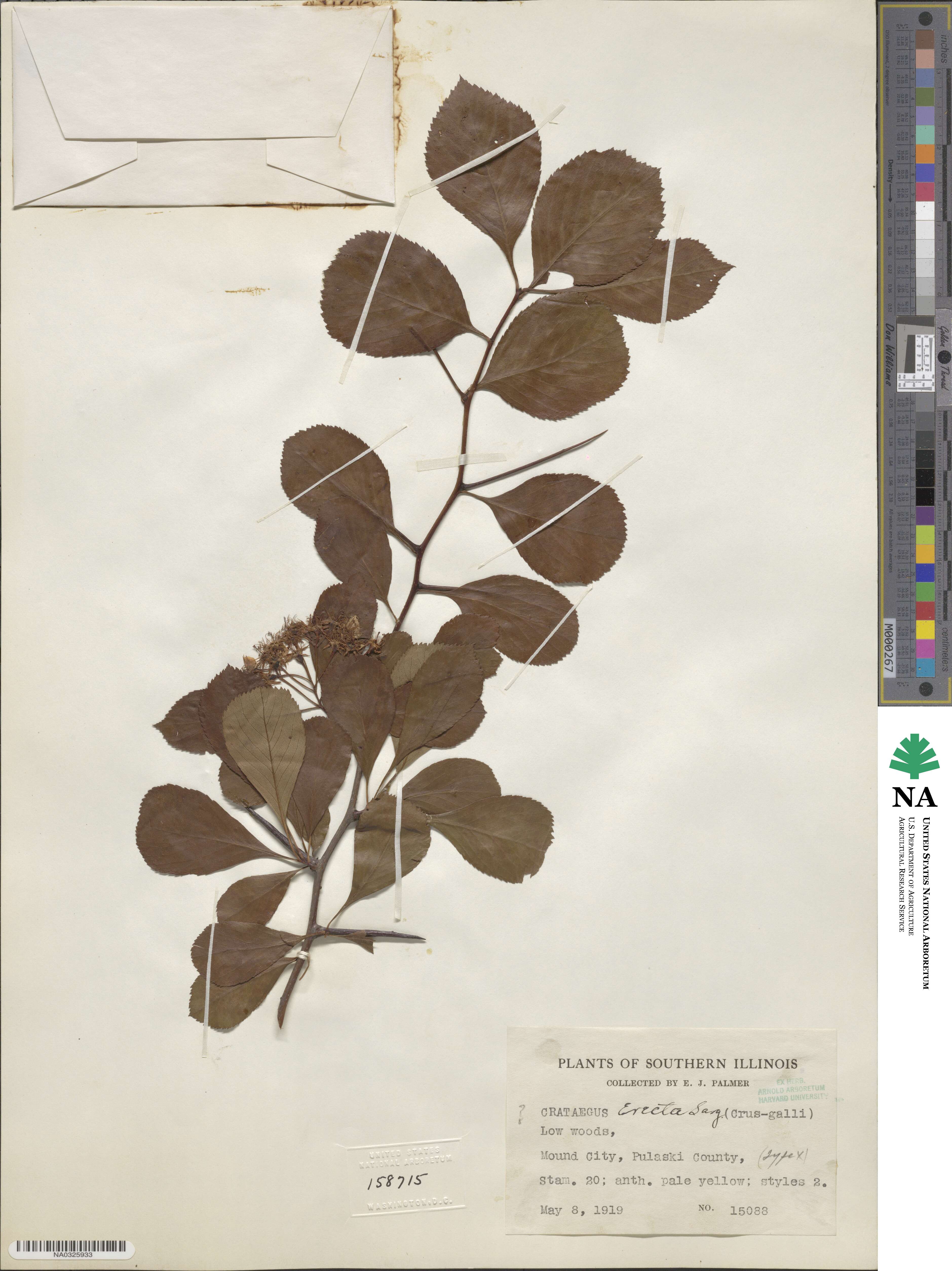 Crataegus erecta image