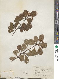 Crataegus erecta image