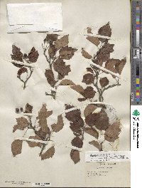 Crataegus erythrocarpa image