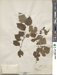 Crataegus erythrocarpa image