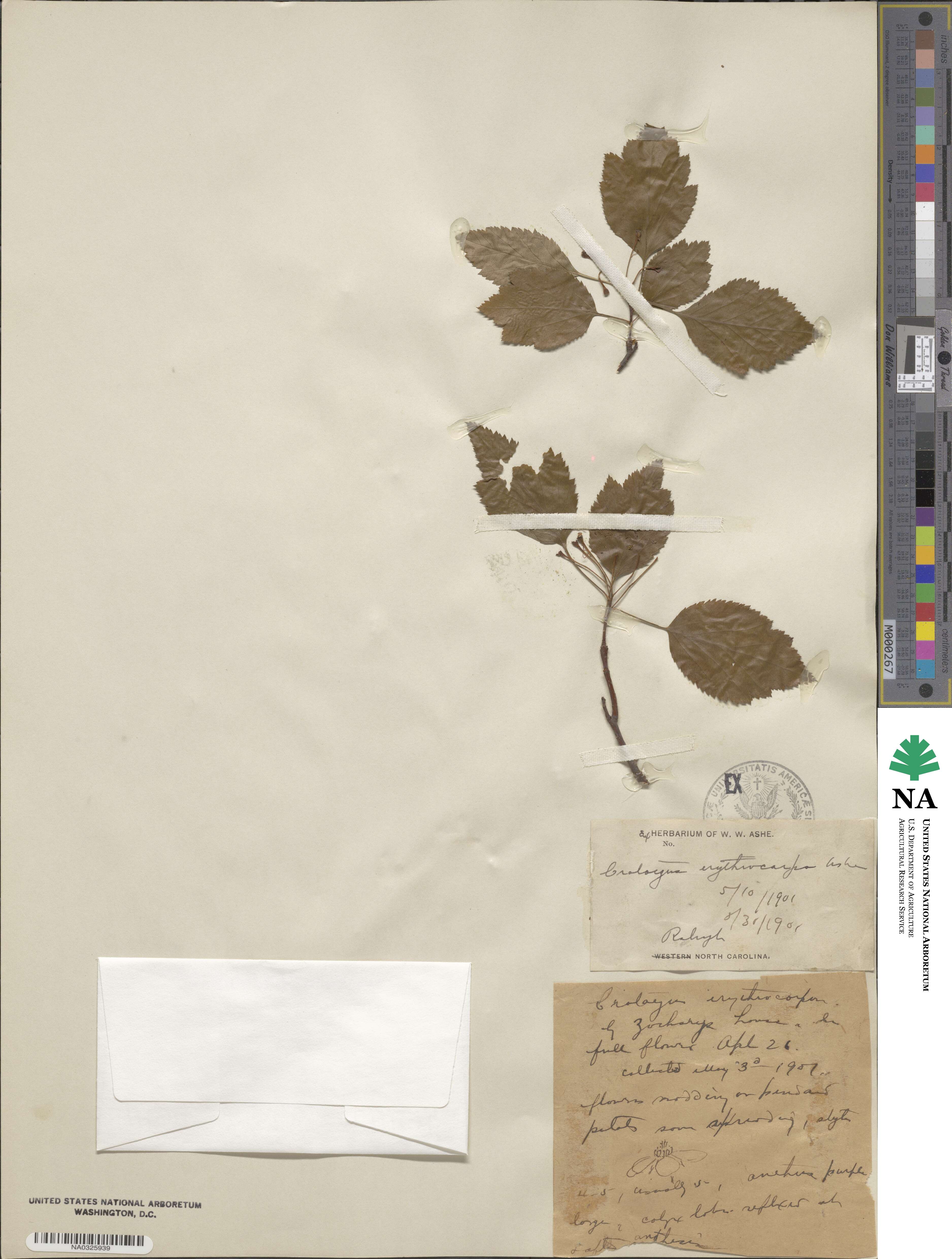 Crataegus erythrocarpa image