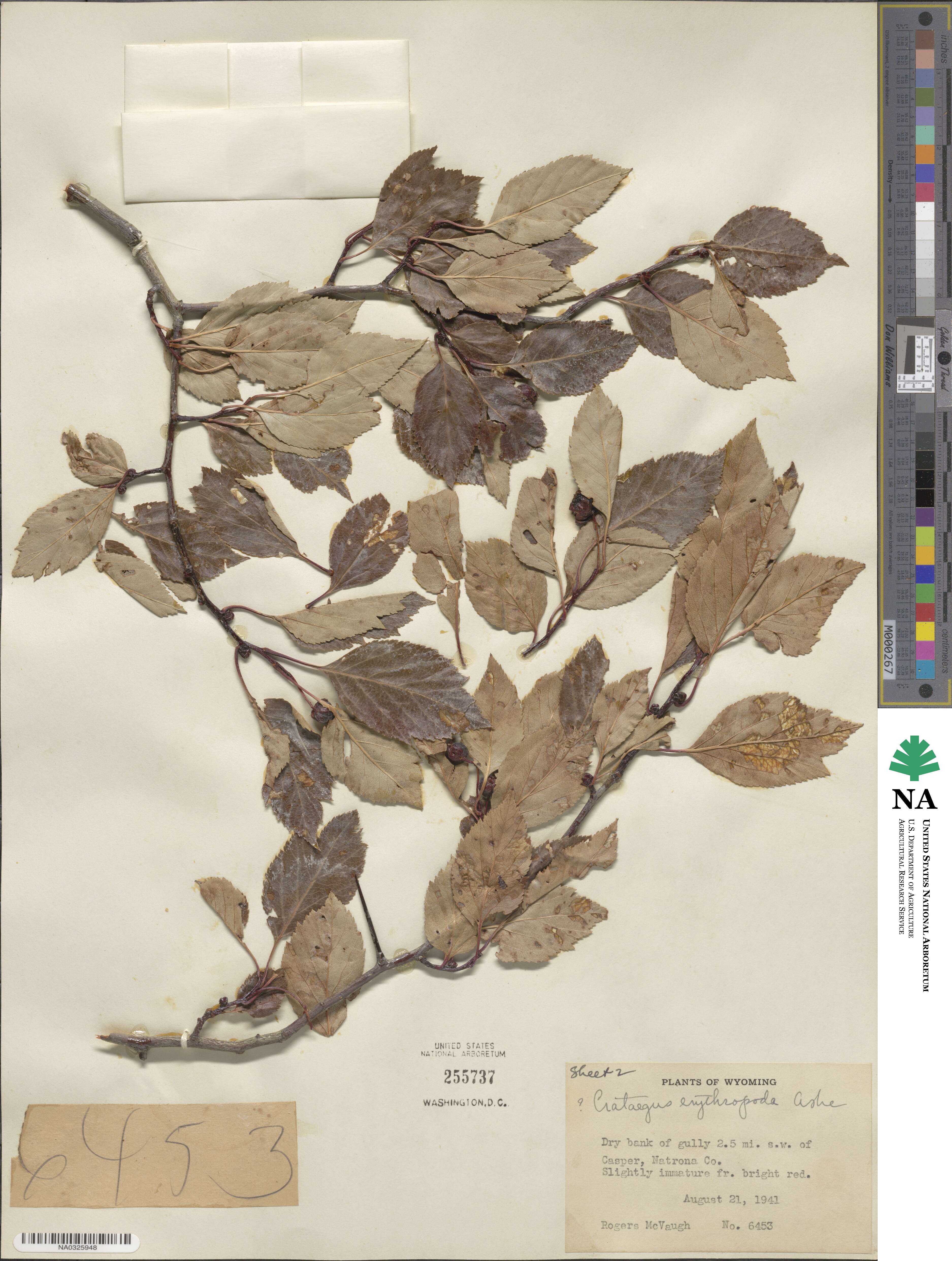 Crataegus erythropoda image